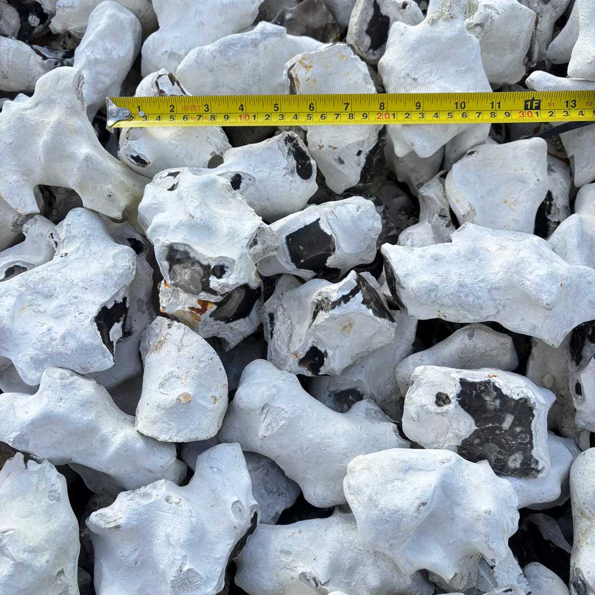 White chalk flints with a measuring tape indicating measurement